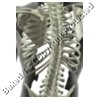 Chest Skeleton